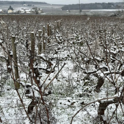 Côteaux Bourguignons Rouge