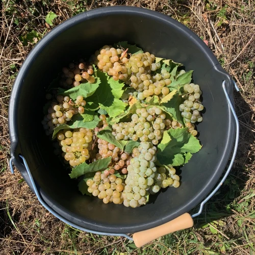 Bourgogne Côte d'or blanc