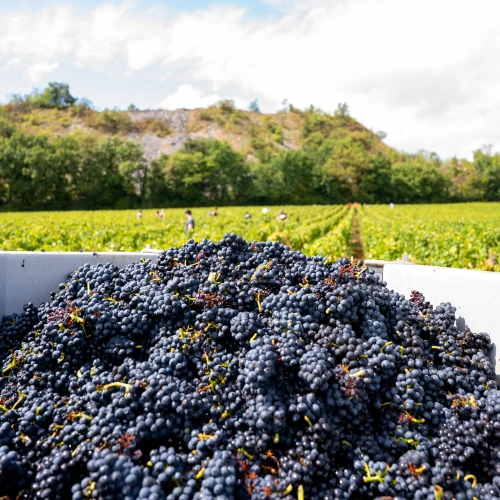Côte de Nuits Village "Vierville"