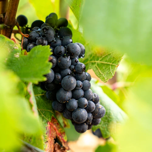 Primeurs Bourgogne