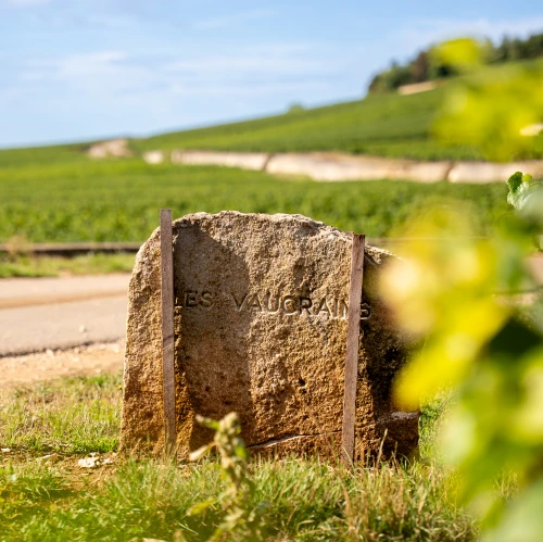 Nuits Saint Georges 1er Cru "Les Vaucrains"