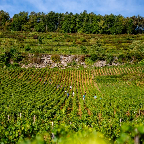 Nuits Saint Georges 1er Cru "Les Vaucrains"