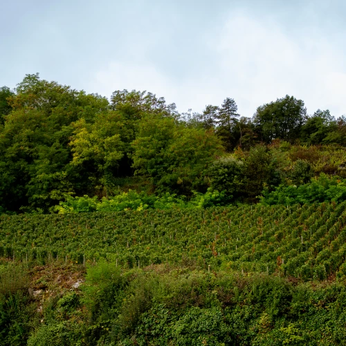 Nuits Saint Georges "Les Vallerots"
